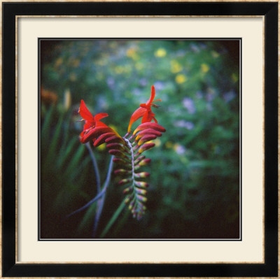 Crocosmia by Rebecca Tolk Pricing Limited Edition Print image