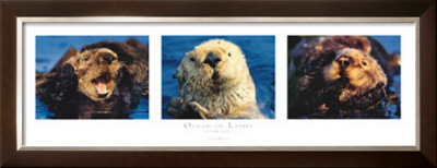 Otter Suite by Bob Talbot Pricing Limited Edition Print image