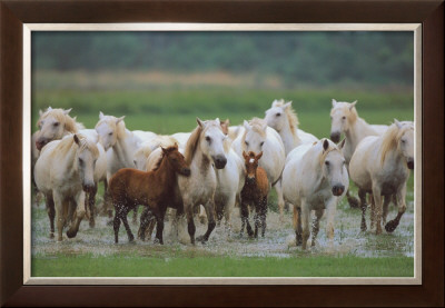 Chevaux De Camargue by Gilles Martin-Raget Pricing Limited Edition Print image