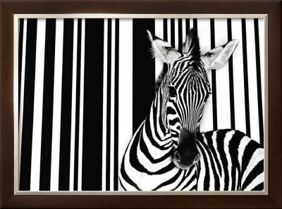 Zebra I by Tim Flach Pricing Limited Edition Print image