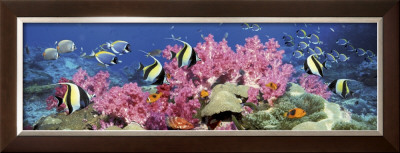 Under The Sea by Georgette Douwma Pricing Limited Edition Print image