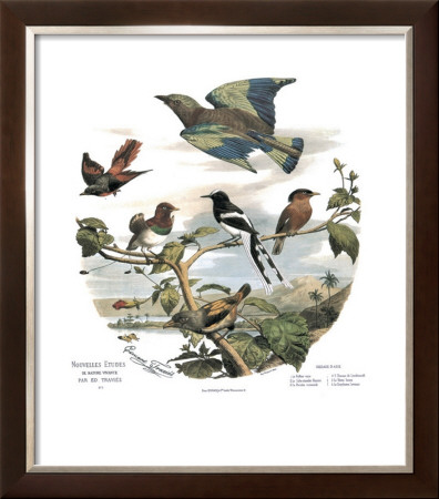 Asian Birds by Edouard Travies Pricing Limited Edition Print image