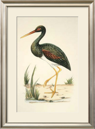 Water Birds Ii by H. L. Meyer Pricing Limited Edition Print image