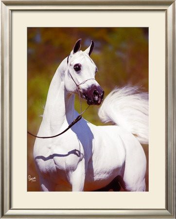 A Vision In White by Suzanne Sturgill Pricing Limited Edition Print image