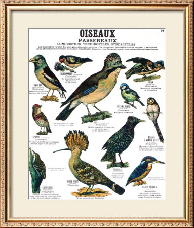 Song Bird Teaching Chart by Deyrolle Pricing Limited Edition Print image