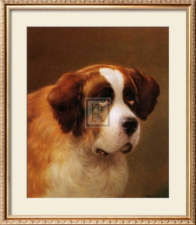 Head Of A St. Bernard by P. Magee Pricing Limited Edition Print image