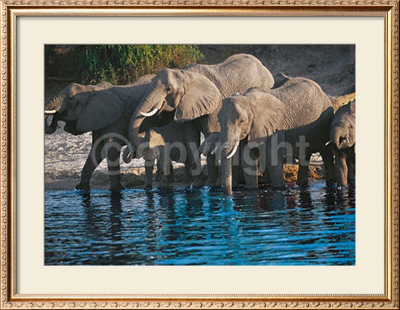 Elephant Family In Botswana by Roland Lobig Pricing Limited Edition Print image