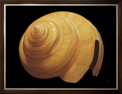 Australian Slit Shell by David Hwang Pricing Limited Edition Print image