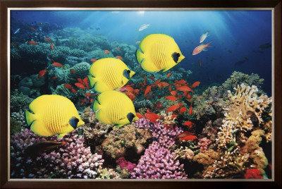 Red Sea Serentity by Georgette Douwma Pricing Limited Edition Print image