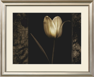 White Tulipa I by Rick Filler Pricing Limited Edition Print image