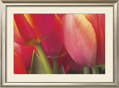 Tulips by Brian Twede Pricing Limited Edition Print image