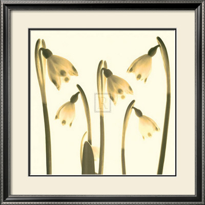 Snowdrop Cluster by Katja Marzahn Pricing Limited Edition Print image