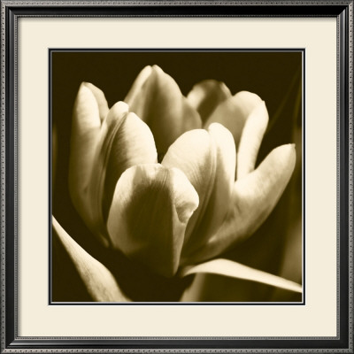 Sepia Tulip I by Renee Stramel Pricing Limited Edition Print image