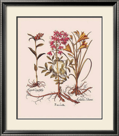 Botanical I by Basilius Besler Pricing Limited Edition Print image
