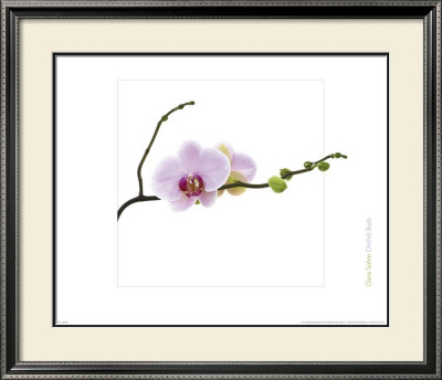 Orchid Buds by Dana Sohm Pricing Limited Edition Print image