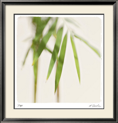 Bamboo Study 5 by Claude Peschel Dutombe Pricing Limited Edition Print image