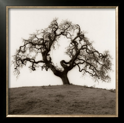 Hillside Oak Tree by Alan Blaustein Pricing Limited Edition Print image
