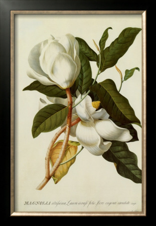 Magnolia Altissima by Georg Dionysius Ehret Pricing Limited Edition Print image