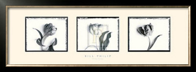 Three Tulips by Bill Philip Pricing Limited Edition Print image