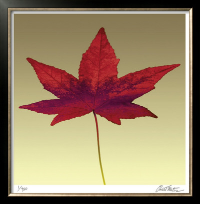 Japanese Maple by Robert Mertens Pricing Limited Edition Print image