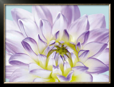 Dahlia In Teal I by George Fossey Pricing Limited Edition Print image