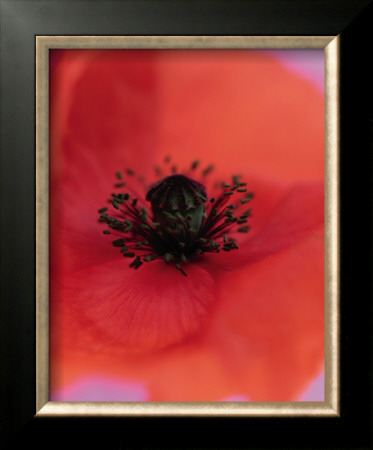 Oriental Poppy I by Sara Deluca Pricing Limited Edition Print image