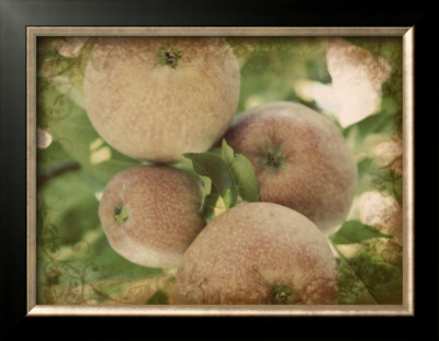 Vintage Apples Iv by Jason Johnson Pricing Limited Edition Print image