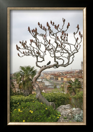 Bird On A Dante Tree, Florence by Igor Maloratsky Pricing Limited Edition Print image