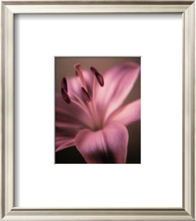 Pink Perfection Lily by Ashton Pricing Limited Edition Print image