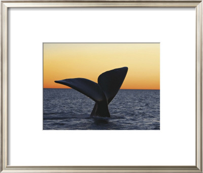 Southern Right Whale by Francois Gohier Pricing Limited Edition Print image