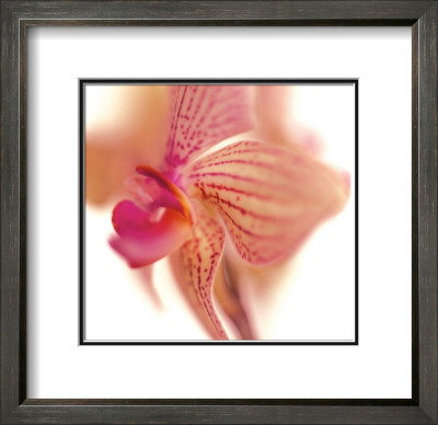 Phalaenopsis Fairy I by Caroline Purday Pricing Limited Edition Print image