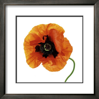 Oriental Poppy by Tim Smith Pricing Limited Edition Print image