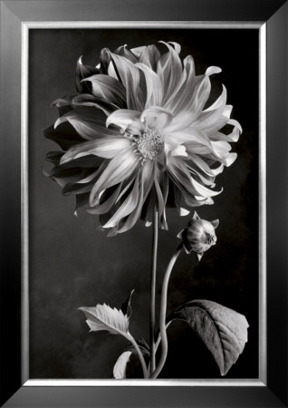 Dahlia by Sondra Wampler Pricing Limited Edition Print image