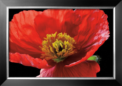 Red Poppy by Amalia Veralli Pricing Limited Edition Print image