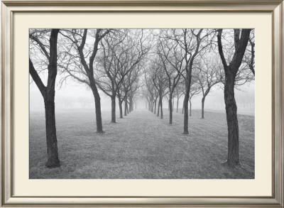 Tunnel Of Trees by Monte Nagler Pricing Limited Edition Print image