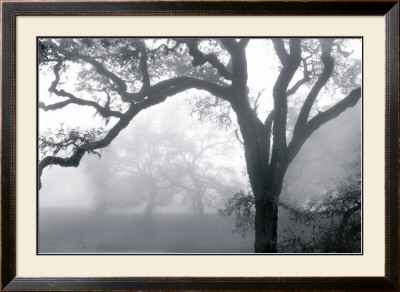 Sunburst, San Francisco Presidio by Chris Honeysett Pricing Limited Edition Print image