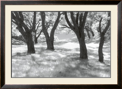 Blue Oaks by Marty Knapp Pricing Limited Edition Print image