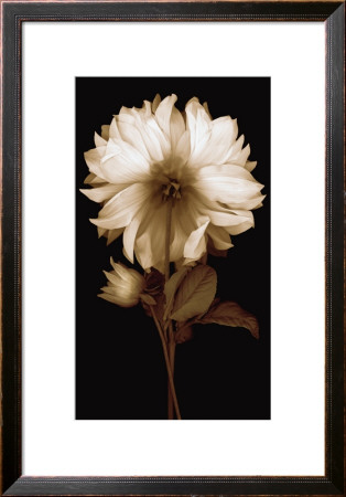 Dahlia Ii by Caroline Kelly Pricing Limited Edition Print image