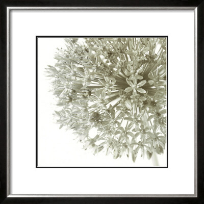 Allium Ii by C. Sands Pricing Limited Edition Print image