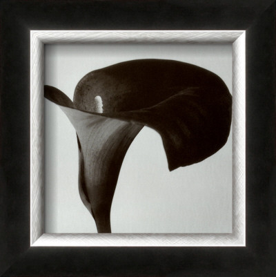 Black Arum Ii by Pierre Michaud Pricing Limited Edition Print image