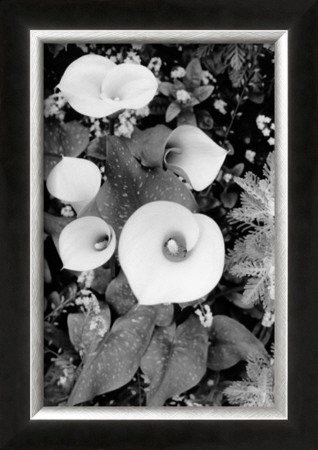 Floral Elegance Ii by Laura Denardo Pricing Limited Edition Print image