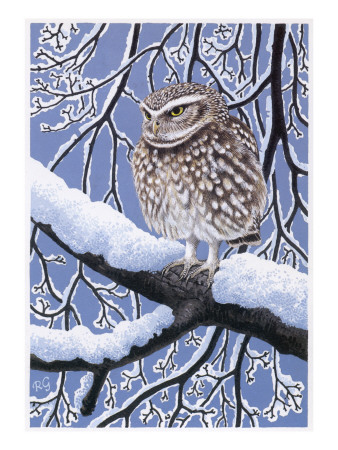 Little Owl (Athene Noctua) by Robert Gillmor Pricing Limited Edition Print image