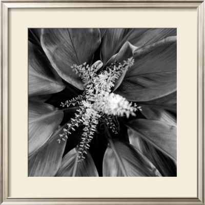 Pollinator by Michael Joseph Pricing Limited Edition Print image
