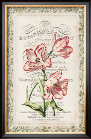 Botanical Cabinet by Zachary Alexander Pricing Limited Edition Print image