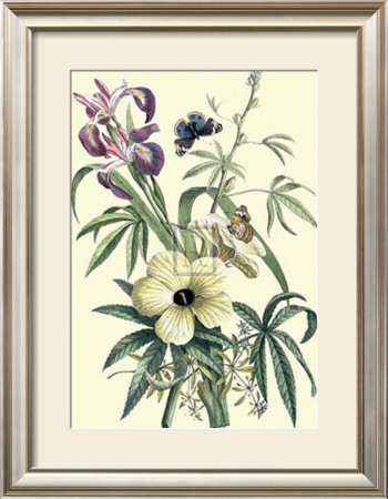Ketmia, Iris And Alsine by Georg Dionysius Ehret Pricing Limited Edition Print image