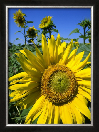 Sunflower Big by Dave Palmer Pricing Limited Edition Print image