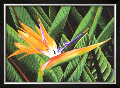 Bird Of Paradise by Glenn Cernosek Pricing Limited Edition Print image