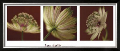 Astrantia On Red Triptych by June Hunter Pricing Limited Edition Print image