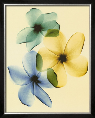 Plumeria by Steven N. Meyers Pricing Limited Edition Print image