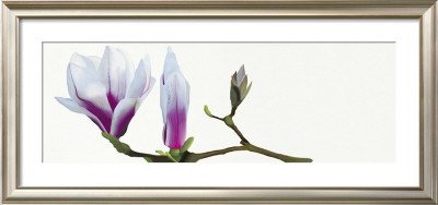 Magnolia Solitaire by Stephanie Andrew Pricing Limited Edition Print image